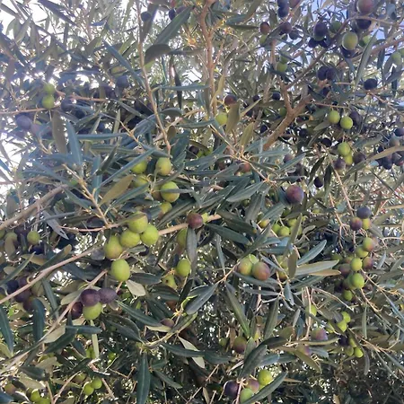 Mulberry 빌라